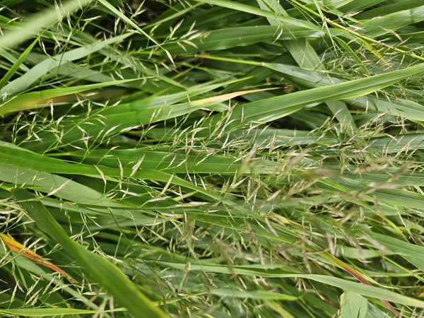 Japanisches Berggras – Hakonechloa macra – Ansicht 6