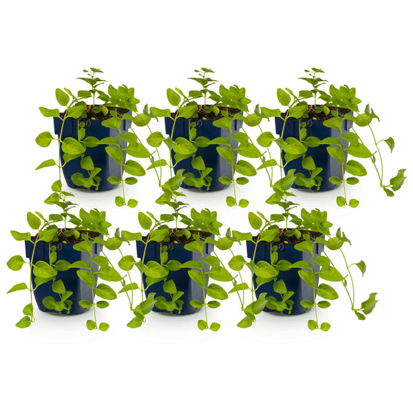 Immergrün Tricolour-Mix – Vinca – Ansicht 2