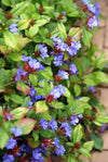 Hornnarbe – Ceratostigma plumbaginoides – Ansicht 5