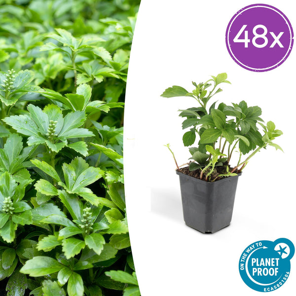 Dickmännchen ‚Green Carpet' – Pachysandra terminalis