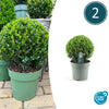 Japanische Stechpalme ‚Jenny' – Ilex crenata