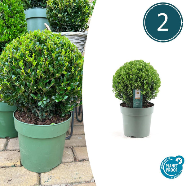 Japanische Stechpalme ‚Jenny' – Ilex crenata