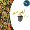 Elfenblume ‚Niveum' – Epimedium youngianum