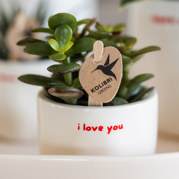 Geschenk-Set „Love You" – rote Phalaenopsis ‚Congo' mit Grünpflanze – Ansicht 2