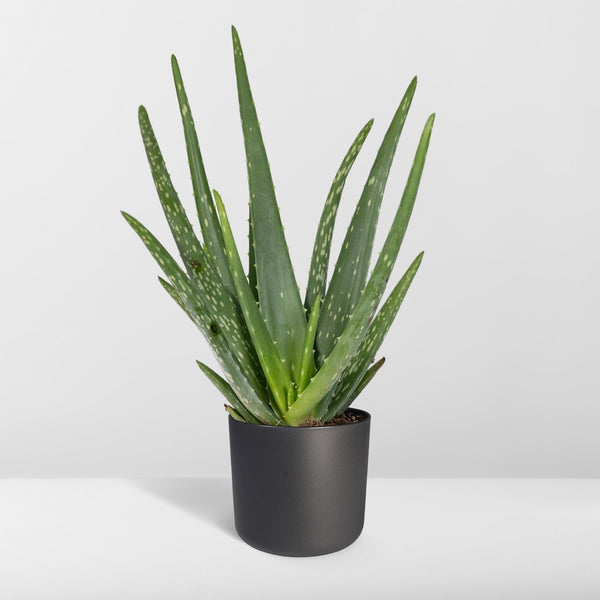 Aloe vera – Ansicht 8
