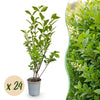 Ovalblättriger Liguster – Ligustrum ovalifolium
