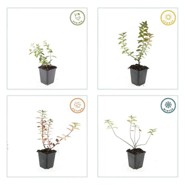 Johanniskraut ‚Peter Dummer' – Hypericum × dummeri – Ansicht 6