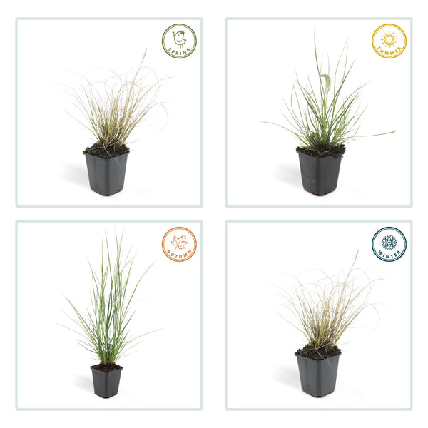 Lampenputzergras ‚Hameln' – Pennisetum alopecuroides – Ansicht 4