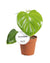 Philodendron pittieri
