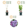 Gemeiner Flieder ‚Michel Buchner' – Syringa vulgaris – Ansicht 4