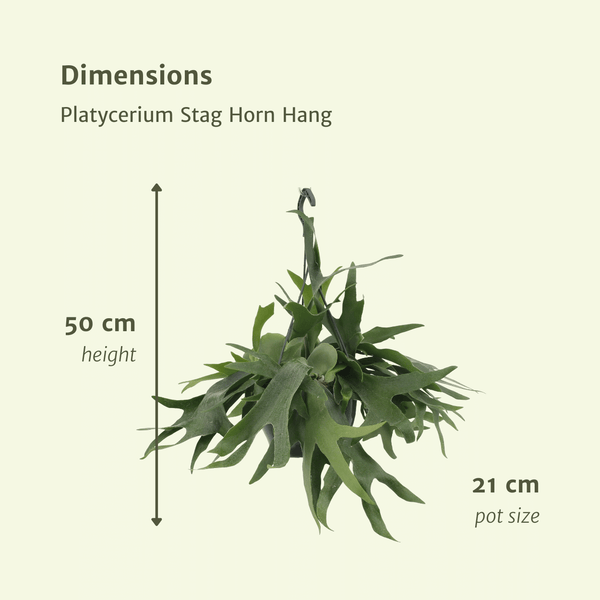 Geweihfarn – Platycerium bifurcatum