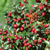 Kriechmispel – Cotoneaster dammeri – Ansicht 6