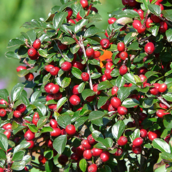 Kriechmispel – Cotoneaster dammeri – Ansicht 6