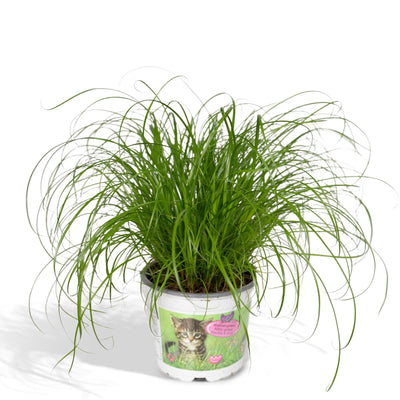 Zypergras – Cyperus alternifolius