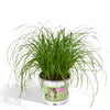 Zypergras – Cyperus alternifolius