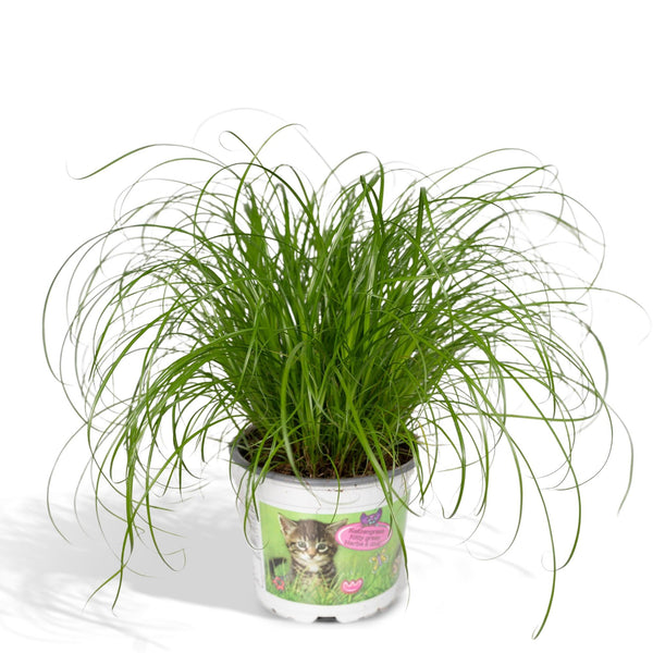 Zypergras – Cyperus alternifolius