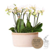 Pflanzen-Set „Dschungelstrauß" – drei Phalaenopsis ‚Amabilis' und drei Grünpflanzen