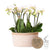 Pflanzen-Set „Dschungelstrauß" – drei Phalaenopsis ‚Amabilis' und drei Grünpflanzen
