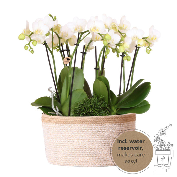 Pflanzen-Set „Dschungelstrauß" – drei Phalaenopsis ‚Amabilis' und drei Grünpflanzen