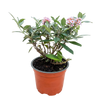 Schmetterlingsflieder ‚Butterfly Candy Little Pink' – Buddleja davidii – Ansicht 2