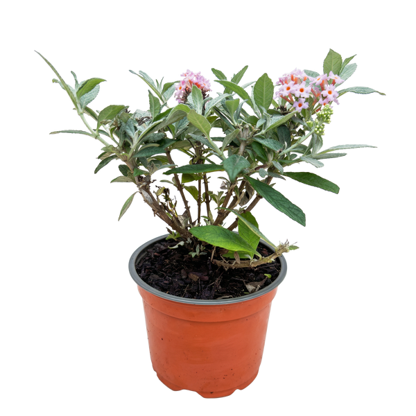 Schmetterlingsflieder ‚Butterfly Candy Little Pink' – Buddleja davidii – Ansicht 2