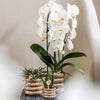 Schmetterlingsorchidee ‚Niagara Fall White' – Phalaenopsis – Ansicht 4
