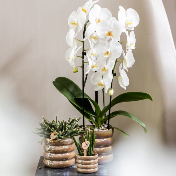 Schmetterlingsorchidee ‚Niagara Fall White' – Phalaenopsis – Ansicht 4