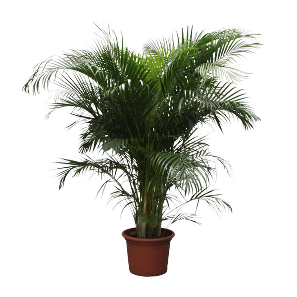 Goldfruchtpalme – Dypsis lutescens