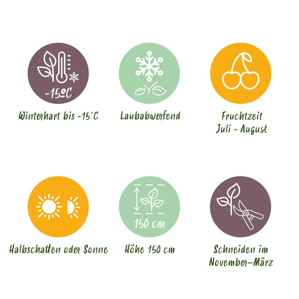 Himbeere ‚Malling Promise' – Rubus idaeus – Ansicht 6