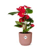 Flamingoblume – Anthurium andreanum – Ansicht 2