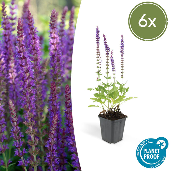 Steppensalbei ‚Ostfriesland' – Salvia nemorosa – 6 Stück