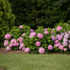 Bauernhortensie ‚Endless Summer The Original Pink' – Hydrangea macrophylla – Ansicht 6