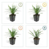 Lilientraube ‚Big Blue' – Liriope muscari – Ansicht 4
