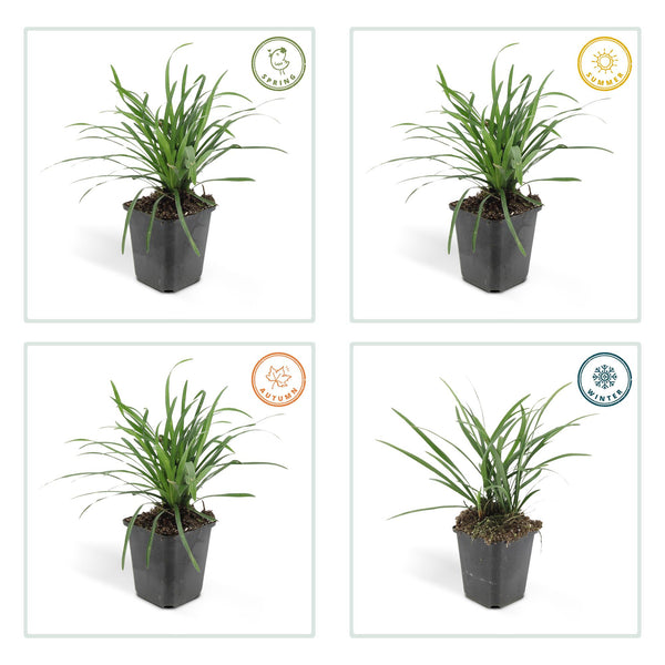 Lilientraube ‚Big Blue' – Liriope muscari – Ansicht 4