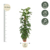 Monstera adansonii ‚Monkey Leaf' – Ansicht 2