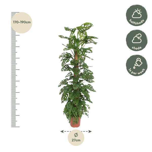 Monstera adansonii ‚Monkey Leaf' – Ansicht 2