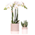Pflanzen-Set „Bamboo White" – Orchidee ‚Amabilis' mit Grünpflanze