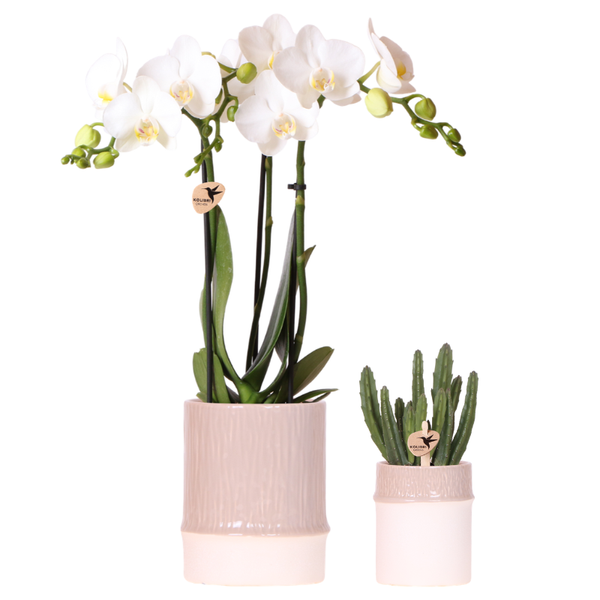 Pflanzen-Set „Bamboo White" – Orchidee ‚Amabilis' mit Grünpflanze