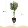 Rosmarin – Rosmarinus officinalis – Ansicht 3