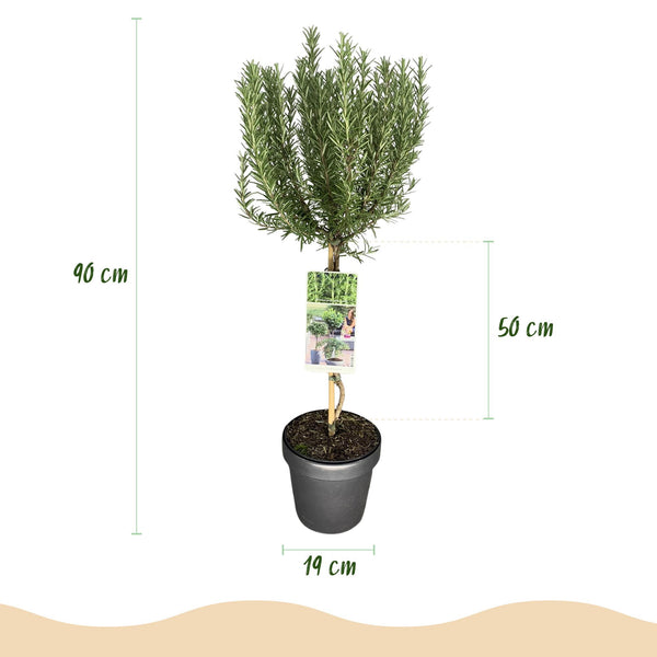 Rosmarin – Rosmarinus officinalis – Ansicht 3