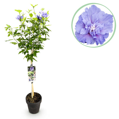 Garteneibisch Stämmchen ‚Blue Chiffon' – Hibiscus syriacus