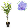 Garteneibisch Stämmchen ‚Blue Chiffon' – Hibiscus syriacus