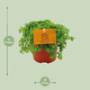 Kanonierblume – Pilea depressa – Ansicht 4