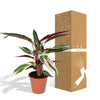 Korbmarante ‚Triostar' – Stromanthe sanguinea – Ansicht 5