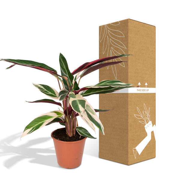 Korbmarante ‚Triostar' – Stromanthe sanguinea – Ansicht 5