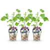 Jostabeere – Ribes × nidigrolaria – Ansicht 2