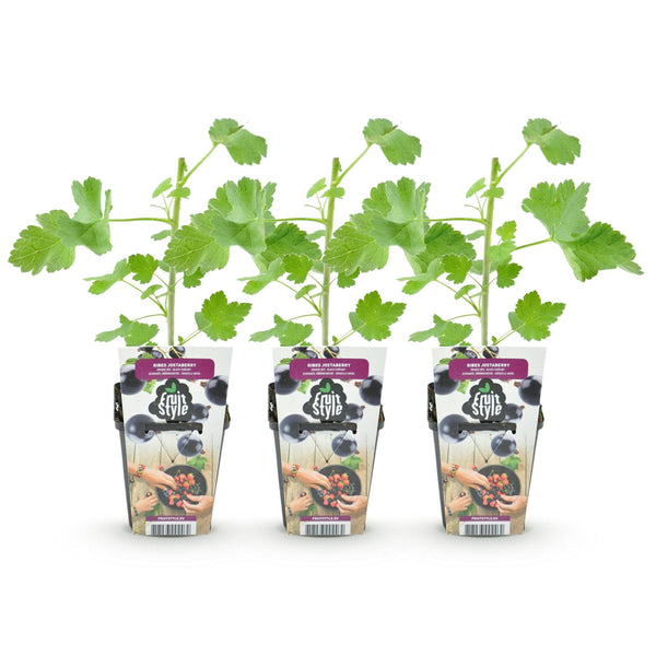Jostabeere – Ribes × nidigrolaria – Ansicht 2