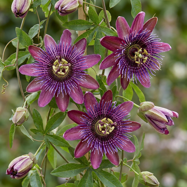 Passionsblume ‚Victoria' – Passiflora – Ansicht 3