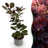 Perückenstrauch ‚Royal Purple' – Cotinus coggygria – Standard