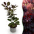 Perückenstrauch ‚Royal Purple' – Cotinus coggygria – Standard